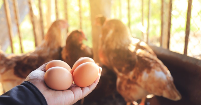 Ask Dr. Jenn: What is the Bird Flu? Should I Be Worried?